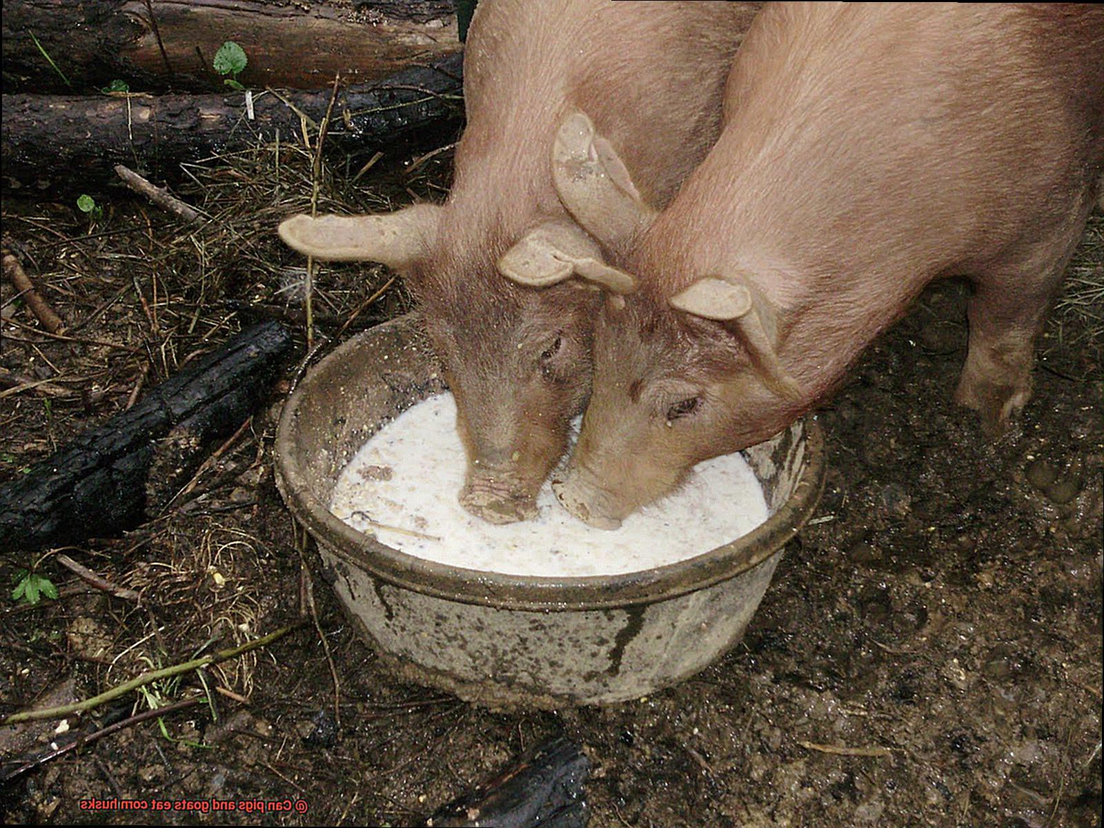 Can pigs and goats eat corn husks-4