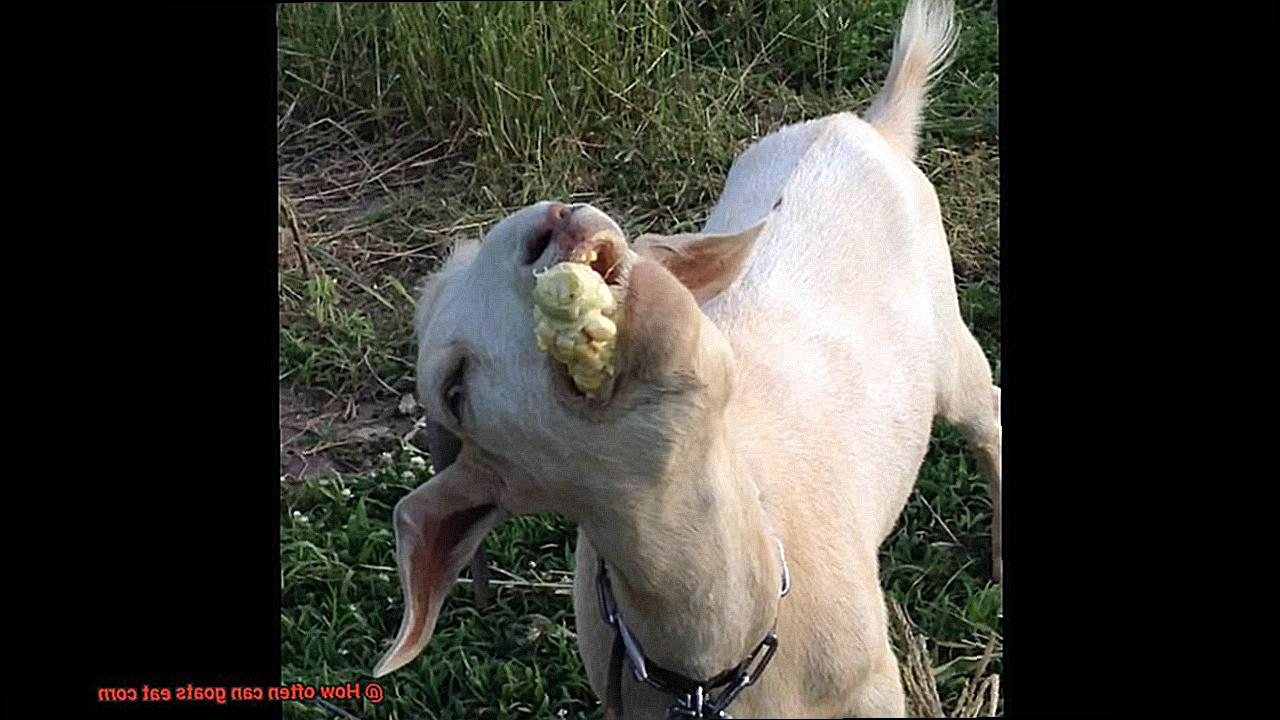How often can goats eat corn-2