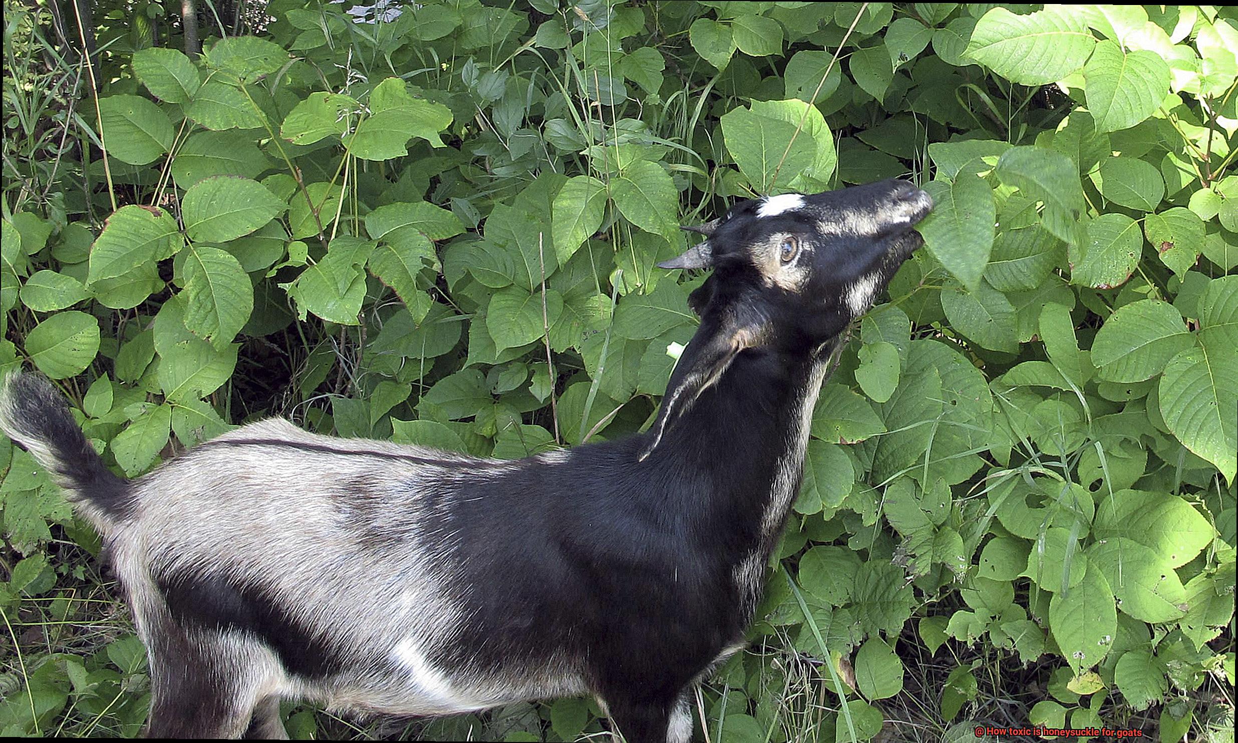 How toxic is honeysuckle for goats-2