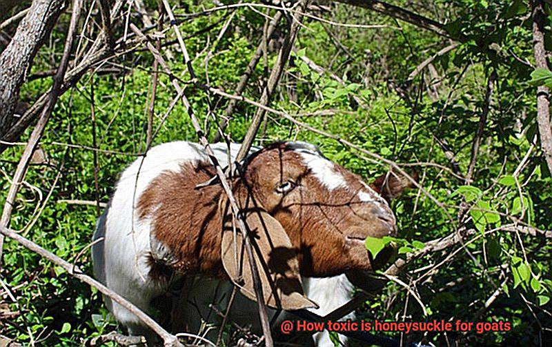 How toxic is honeysuckle for goats-4