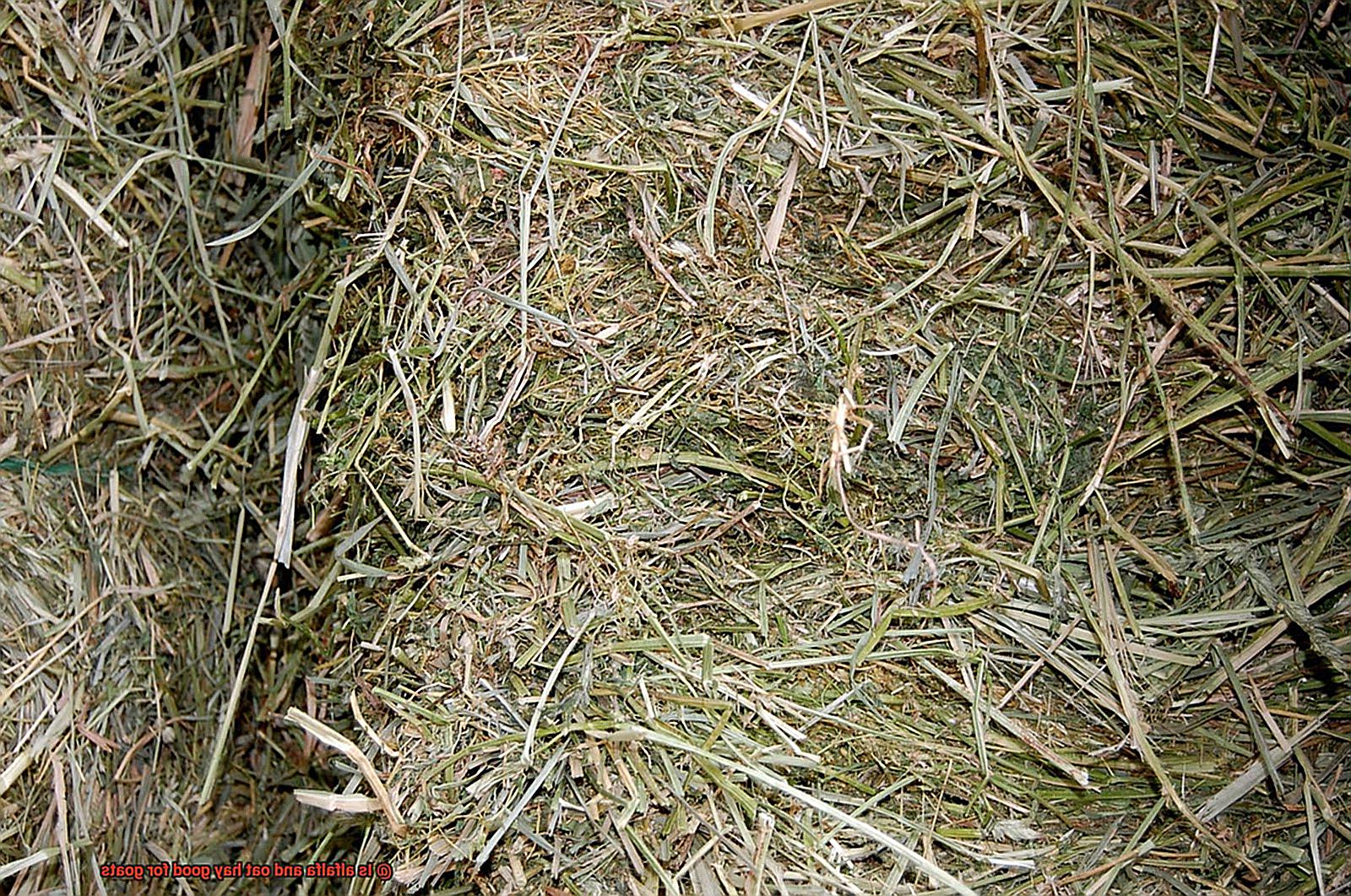 Is alfalfa and oat hay good for goats-2