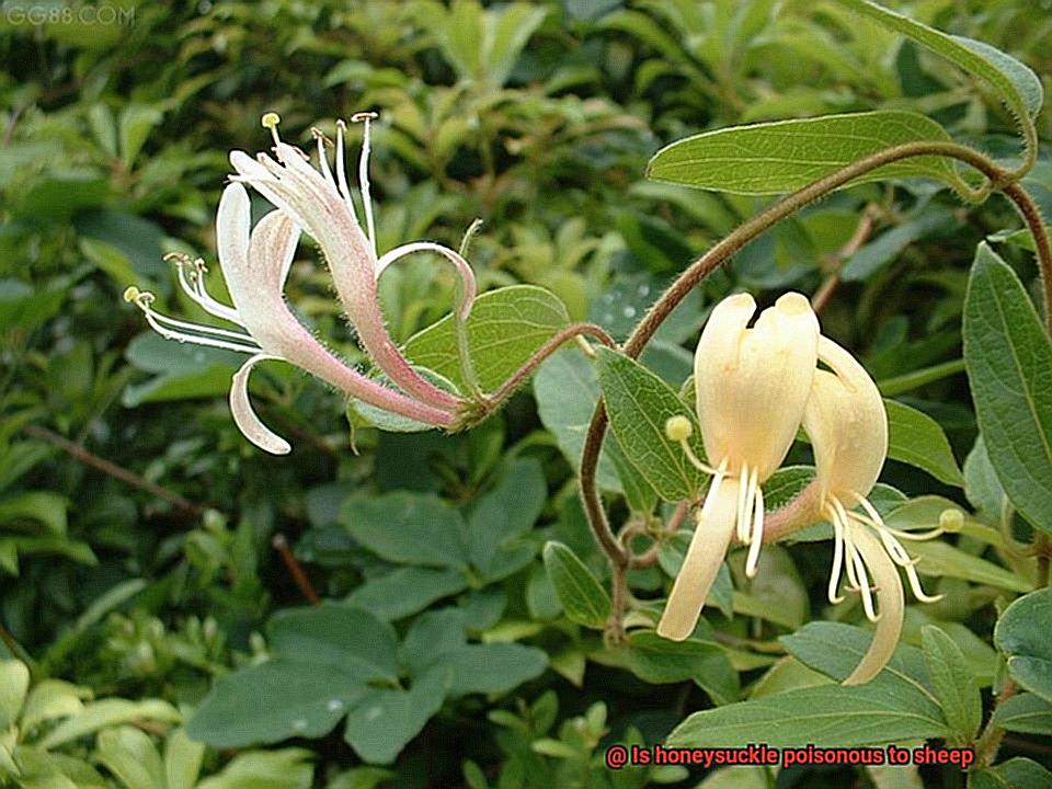 Is honeysuckle poisonous to sheep-2
