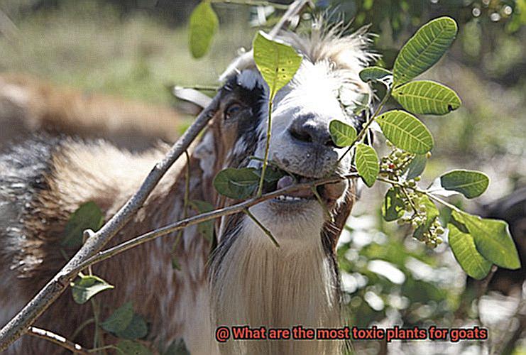 What are the most toxic plants for goats-4