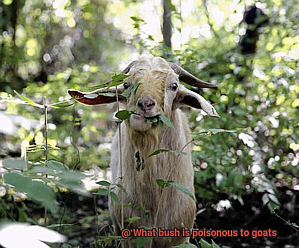 What bush is poisonous to goats-5