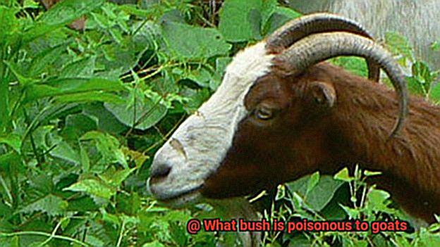 What bush is poisonous to goats-4