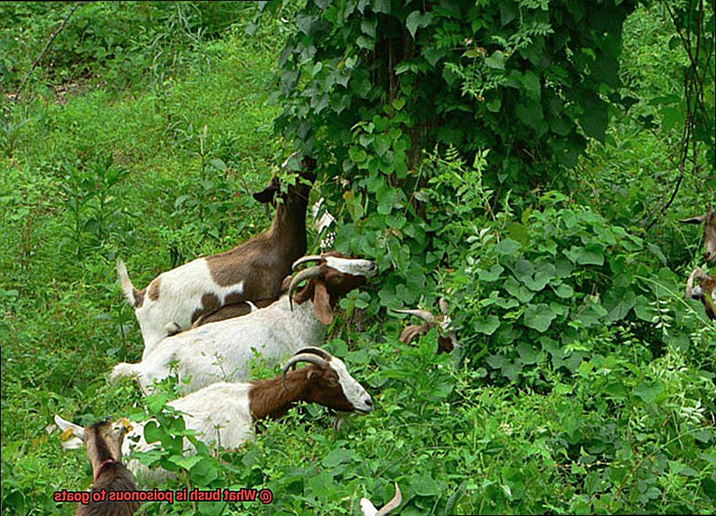What bush is poisonous to goats-2