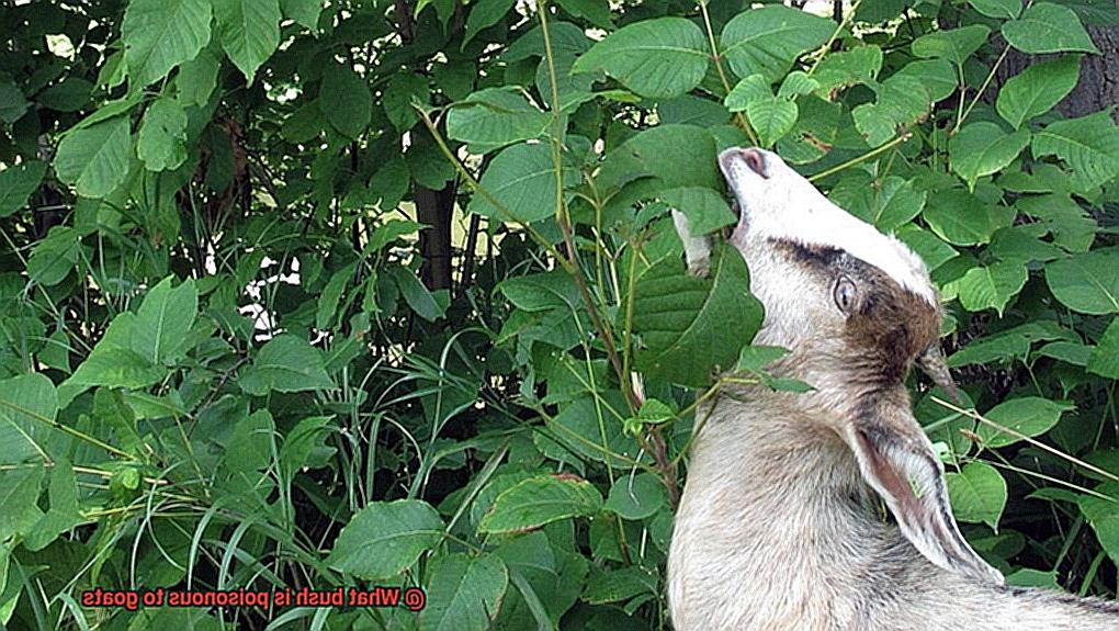 What bush is poisonous to goats-3