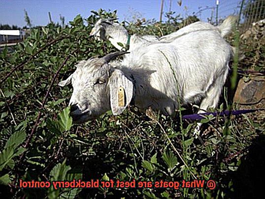What goats are best for blackberry control-2