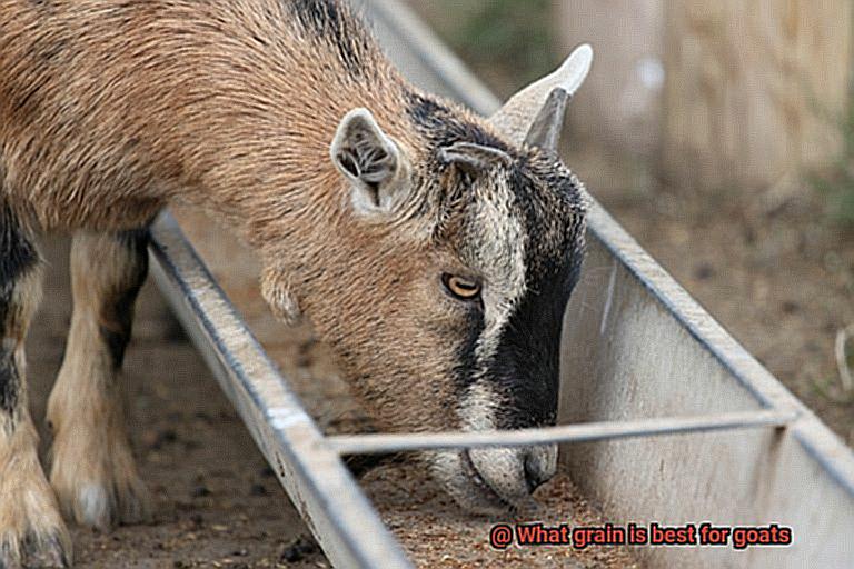 What grain is best for goats-2
