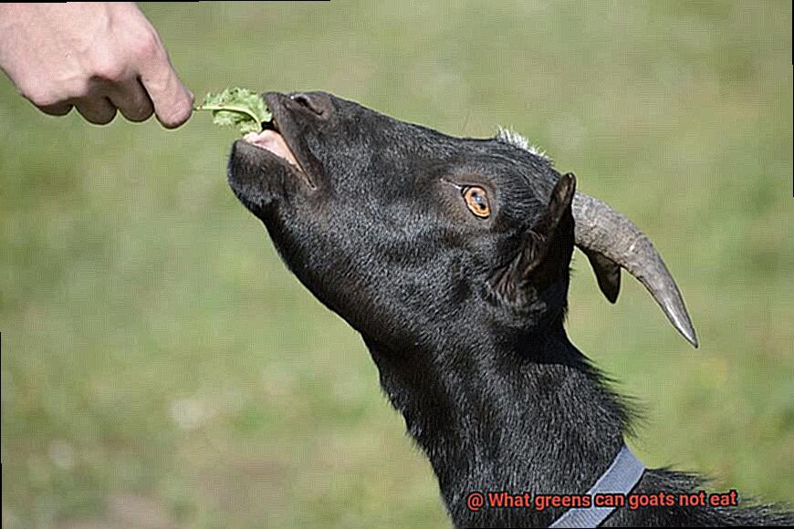 What greens can goats not eat-4