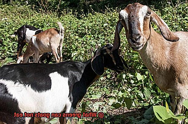 What greens can goats not eat-2