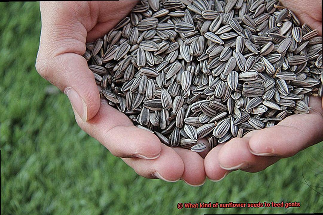 What kind of sunflower seeds to feed goats-4