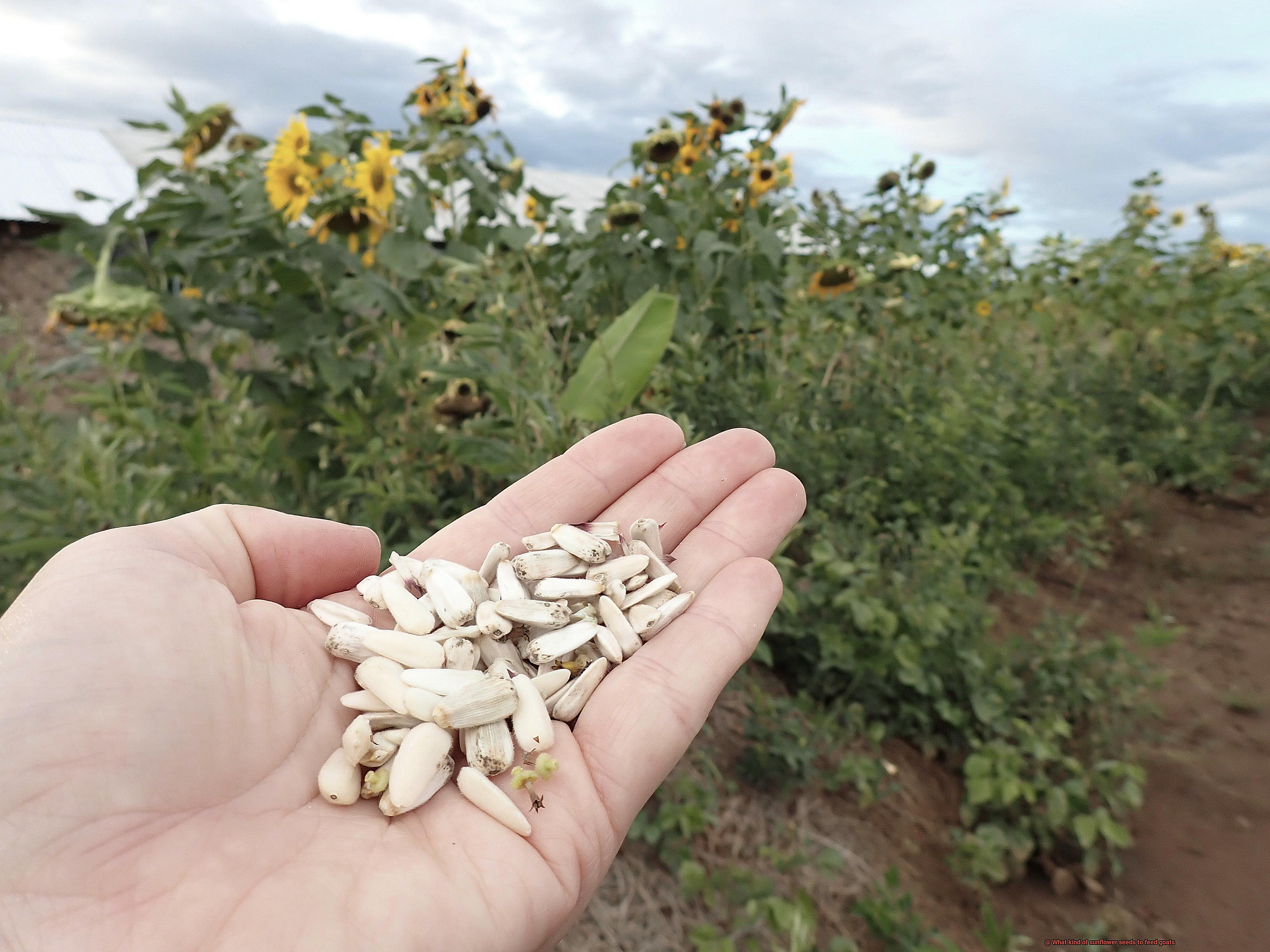 What kind of sunflower seeds to feed goats-7