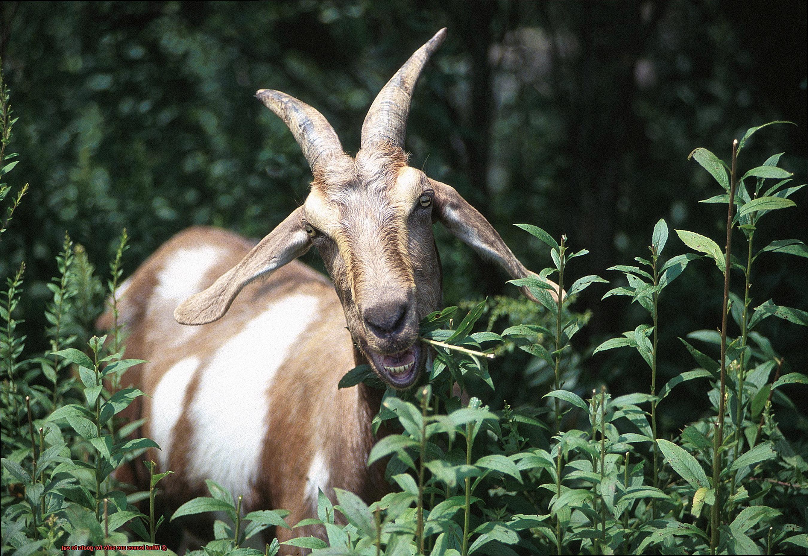 What leaves are safe for goats to eat-3