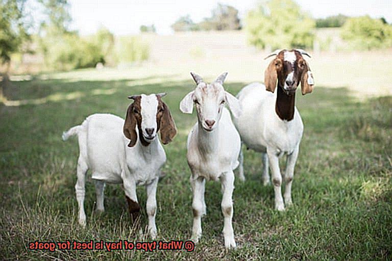 What type of hay is best for goats-2