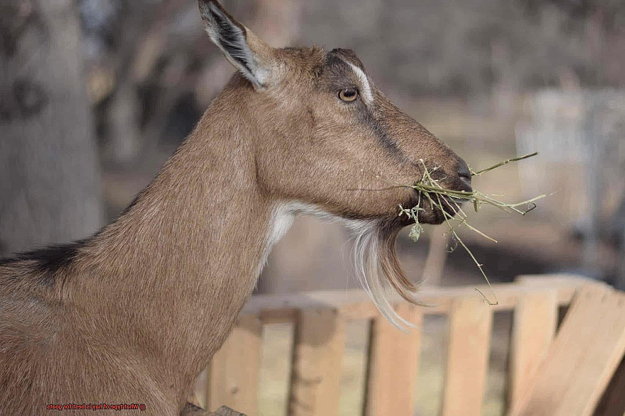 What type of hay is best for goats-4