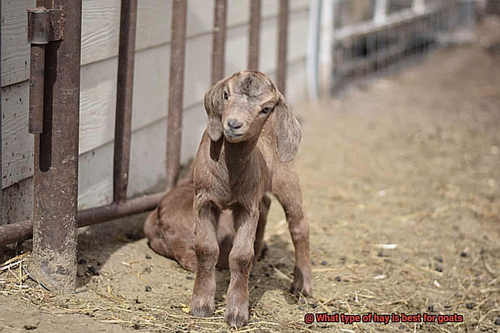 What type of hay is best for goats-3