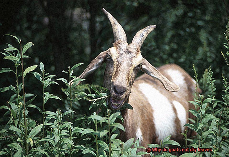 Why do goats eat dry leaves-3