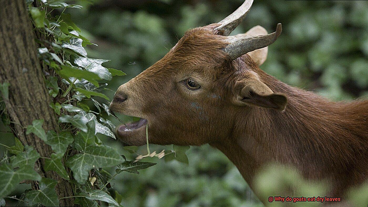 Why do goats eat dry leaves-2