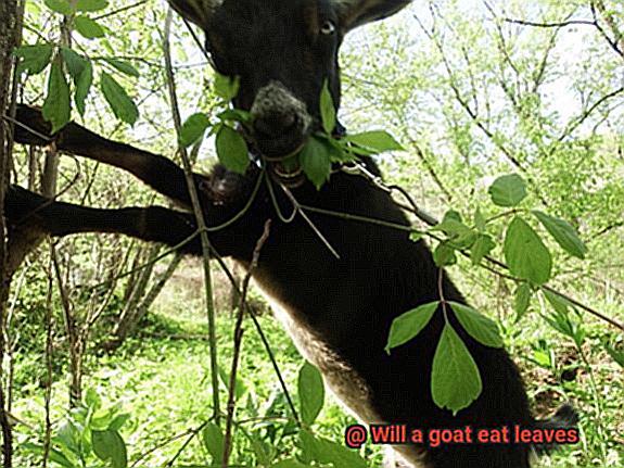 Will a goat eat leaves-4