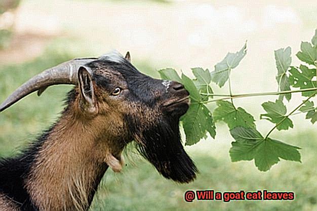 Will a goat eat leaves-3