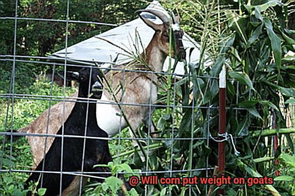 Will corn put weight on goats-3