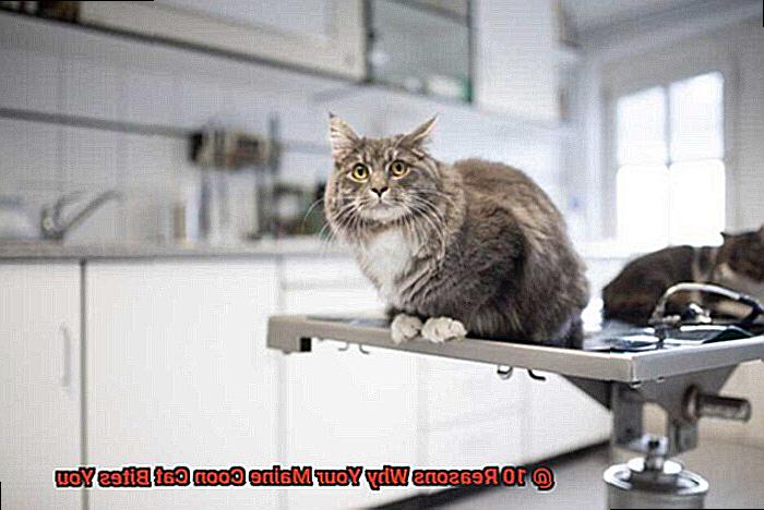 10 Reasons Why Your Maine Coon Cat Bites You-2