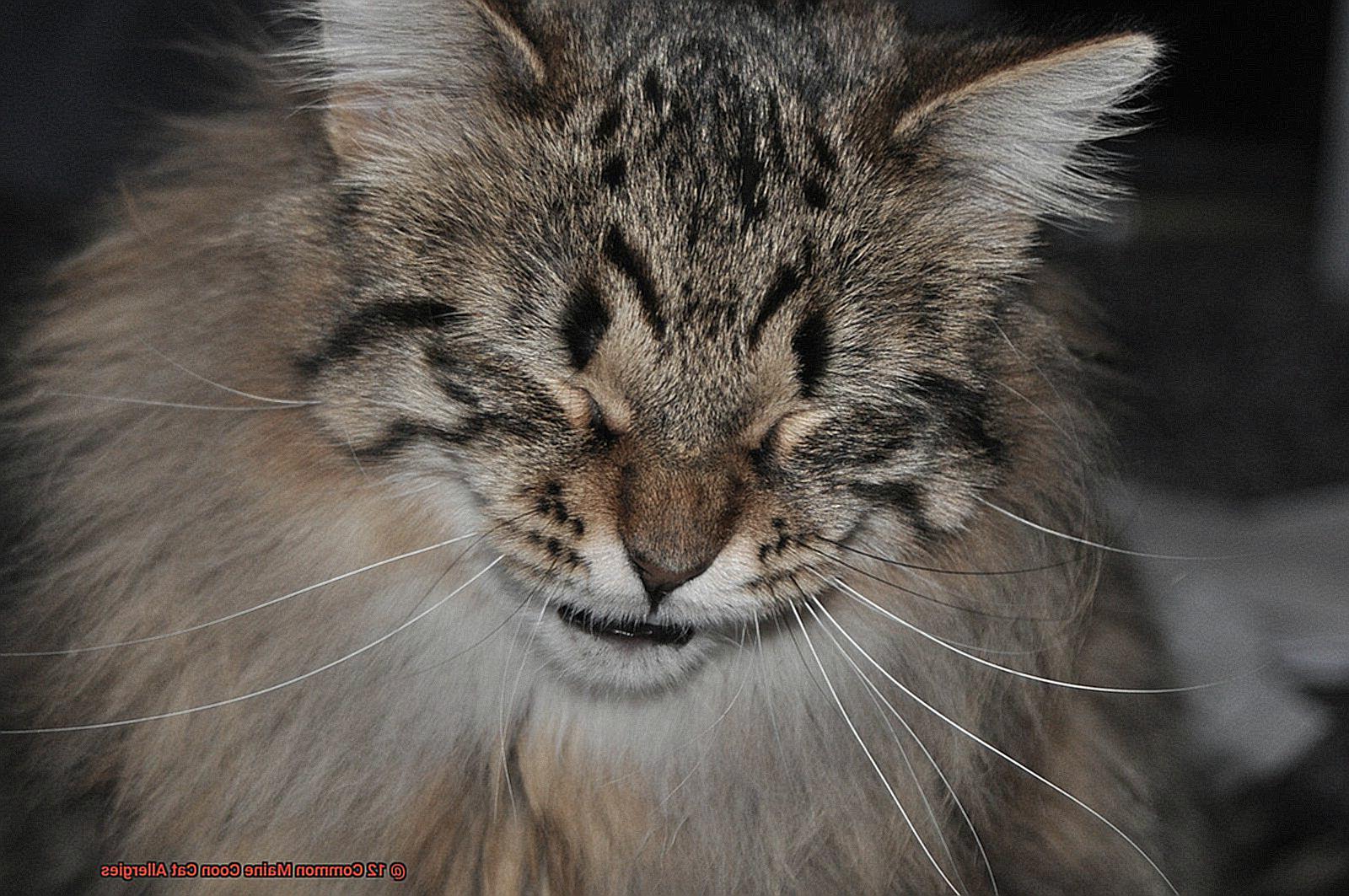 12 Common Maine Coon Cat Allergies-2