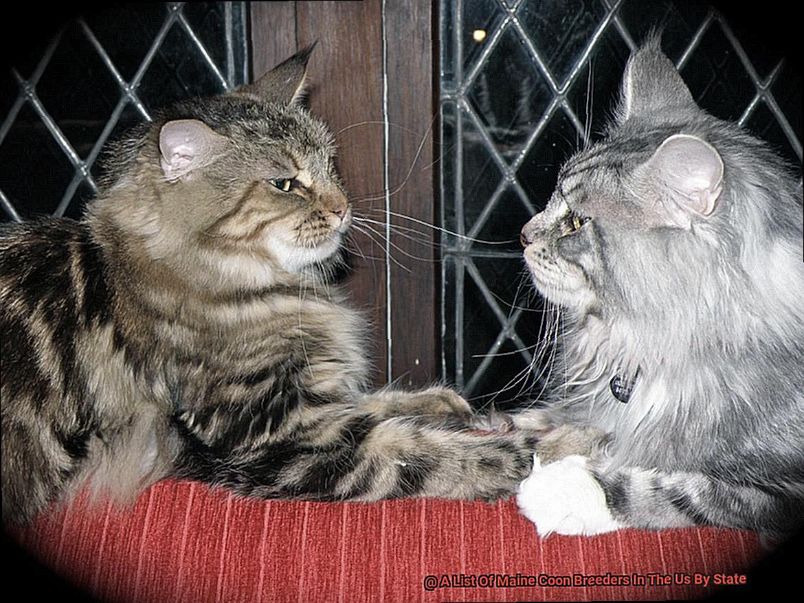 A List Of Maine Coon Breeders In The Us By State-3
