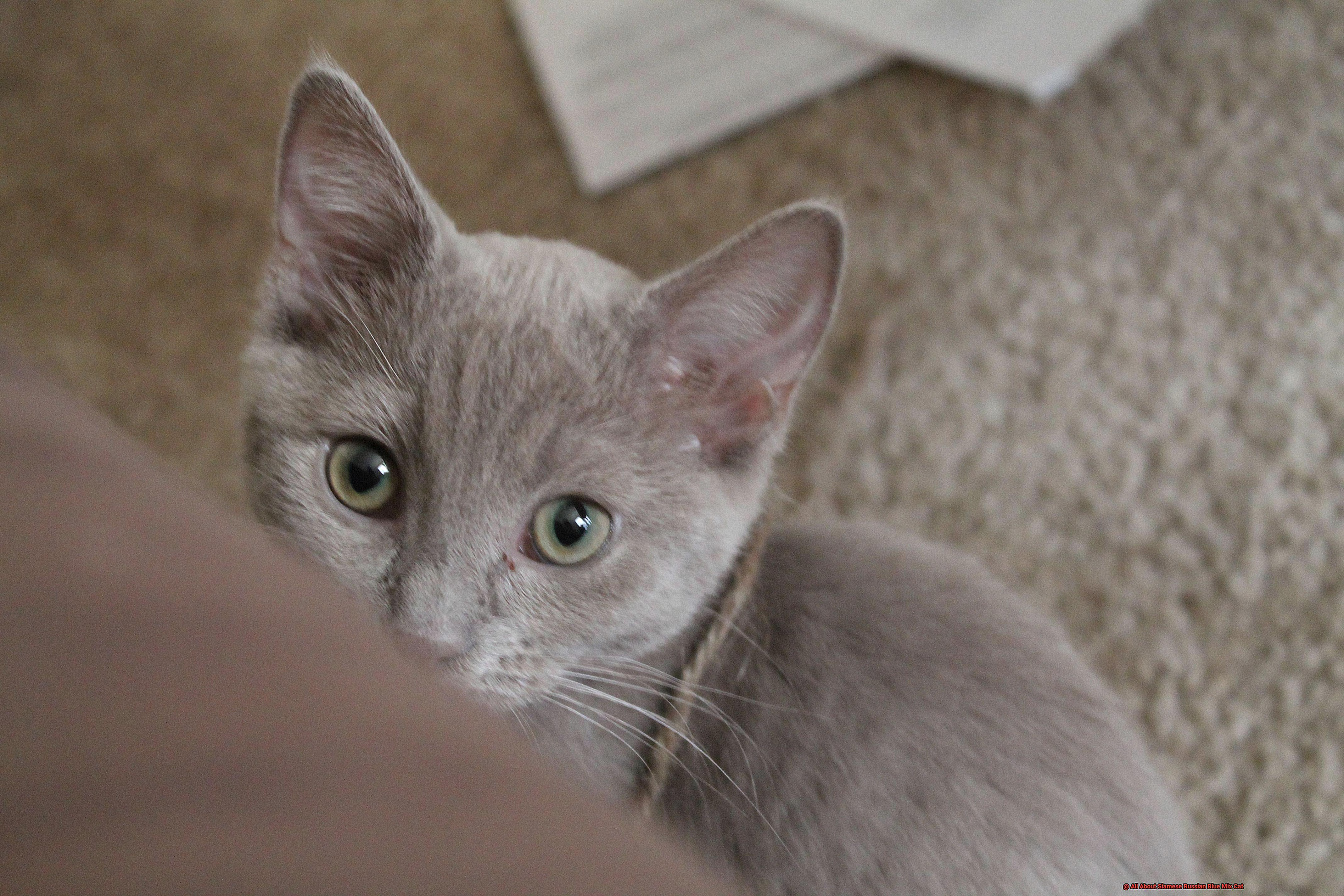 All About Siamese Russian Blue Mix Cat-2