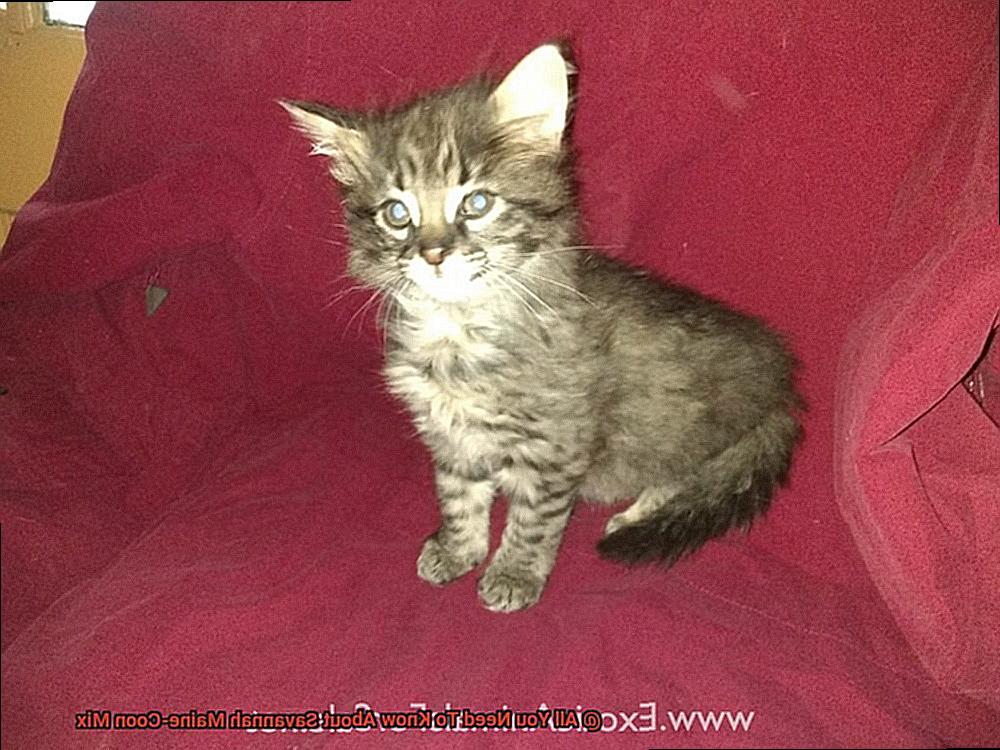 All You Need To Know About Savannah Maine-Coon Mix-2