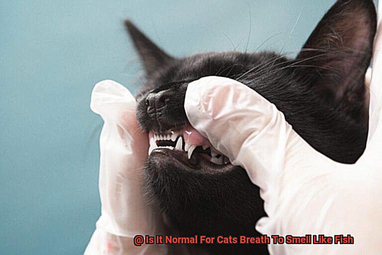 Is It Normal For Cats Breath To Smell Like Fish-3