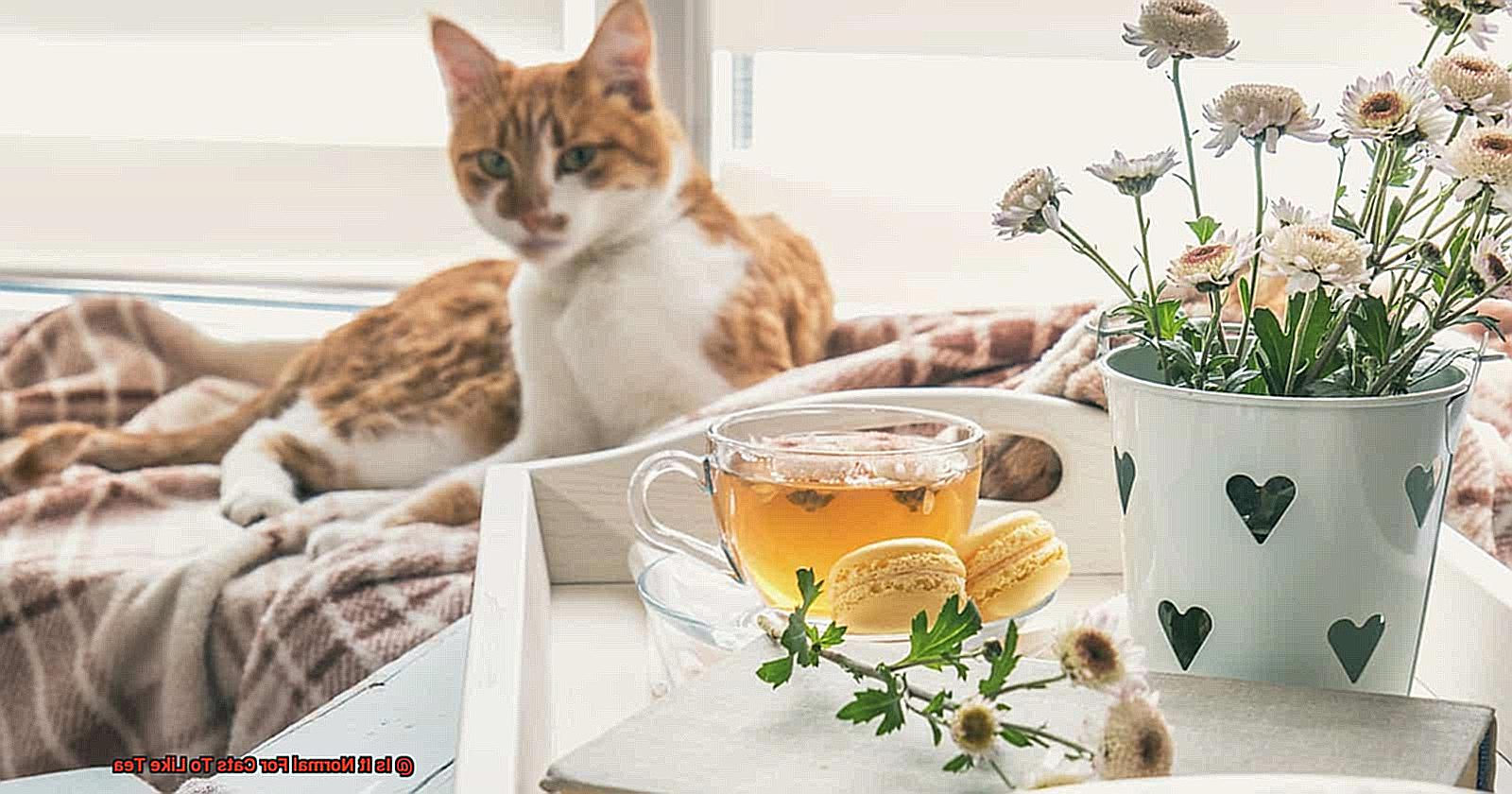 Is It Normal For Cats To Like Tea-2