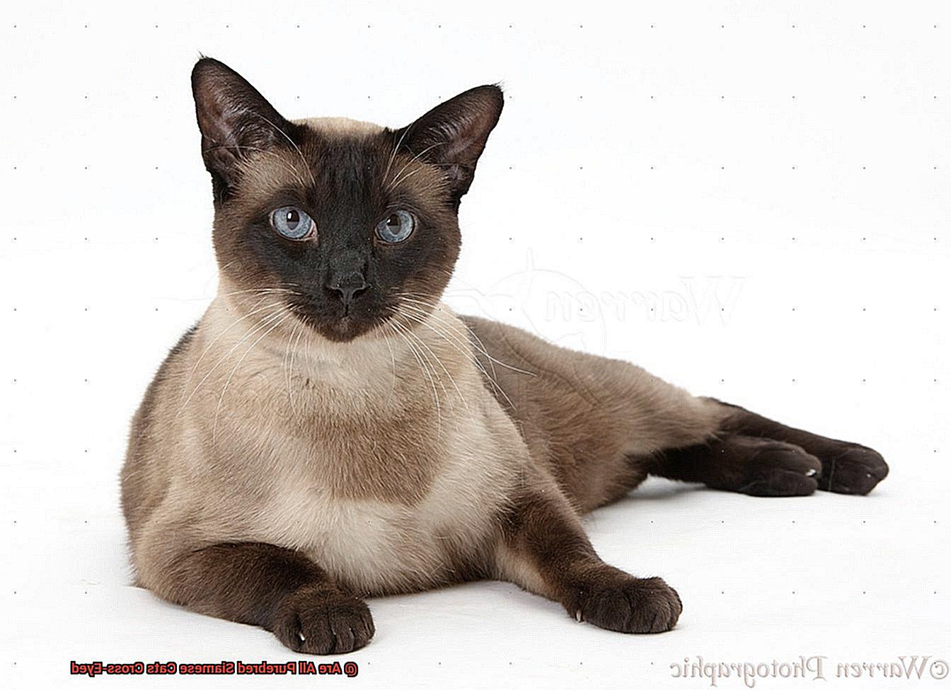 Are All Purebred Siamese Cats Cross-Eyed-2