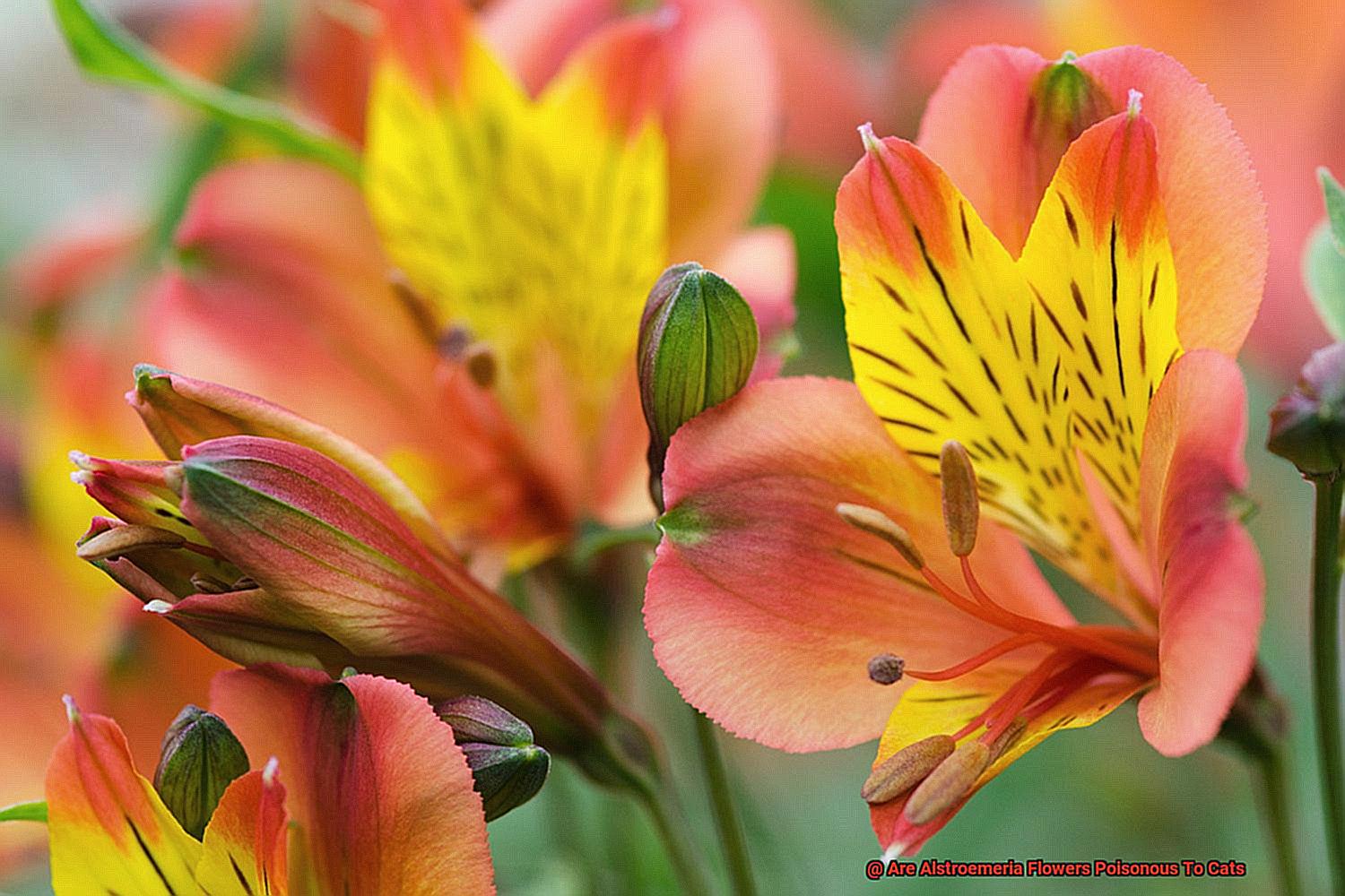 Are Alstroemeria Flowers Poisonous To Cats-2