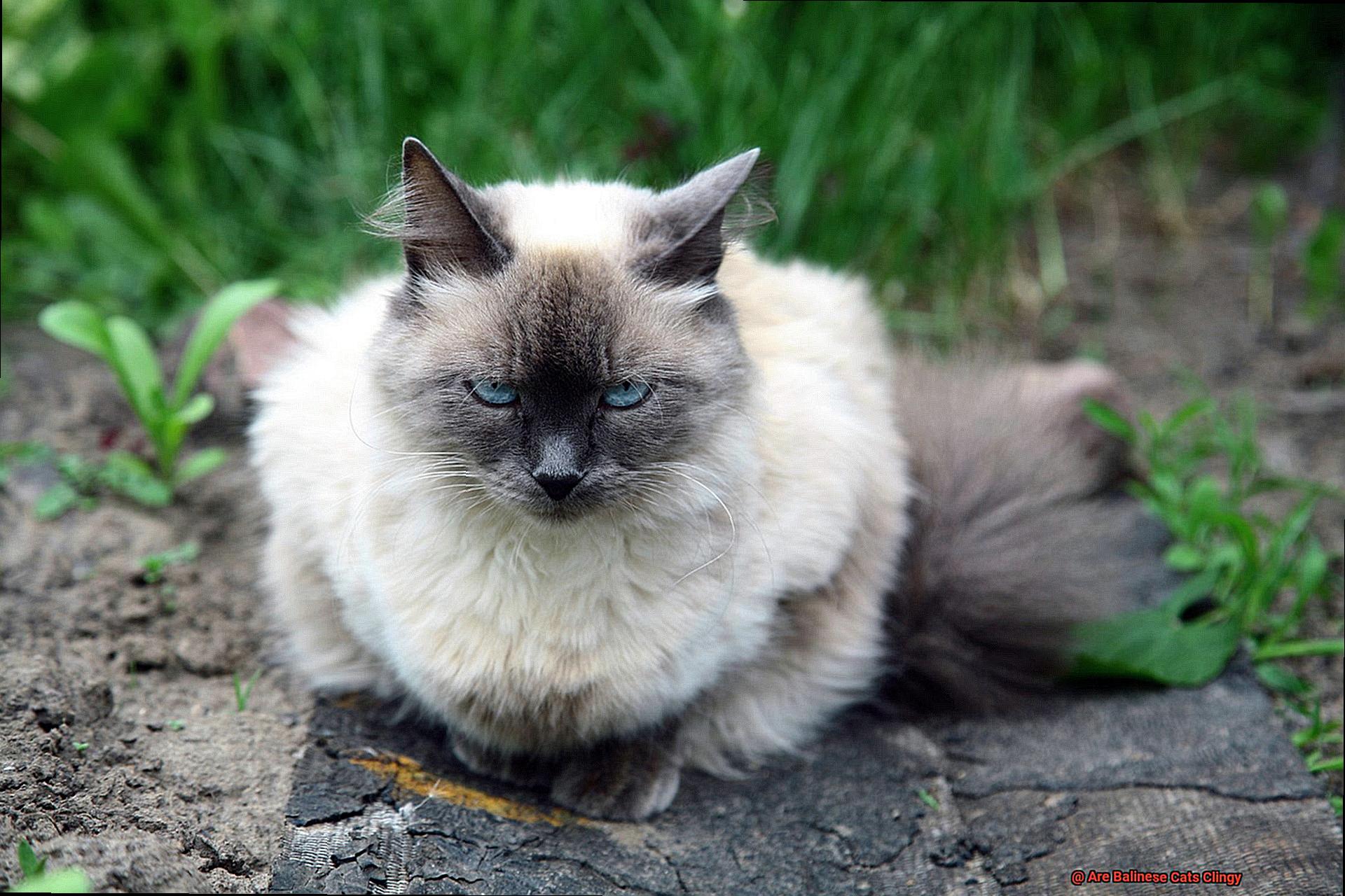 Are Balinese Cats Clingy-2