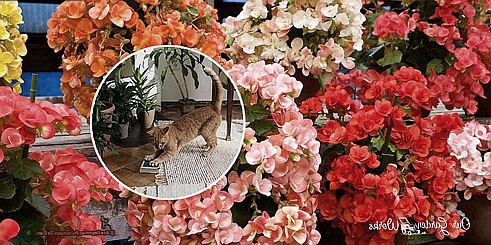 Are Begonias Poisonous To Cats-3