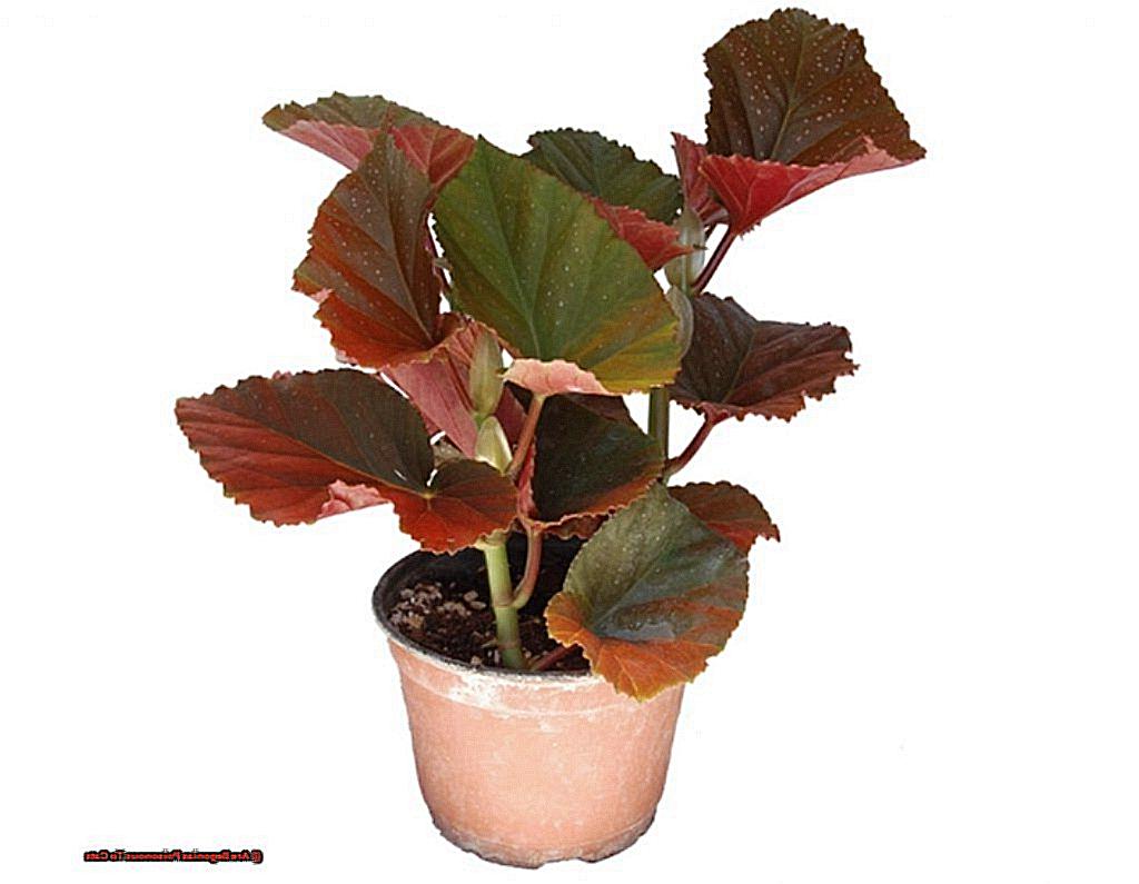 Are Begonias Poisonous To Cats-2
