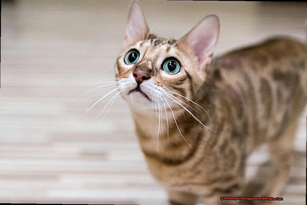 Are Bengal Cats Aggressive With Other Cats-2