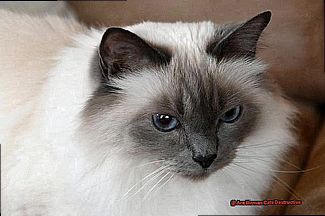 Are Birman Cats Destructive-2