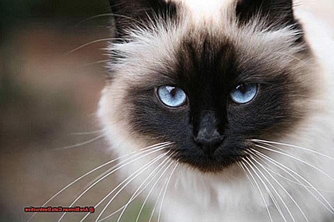 Are Birman Cats Destructive-3