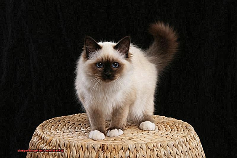 Are Birman Cats Hypoallergenic-2