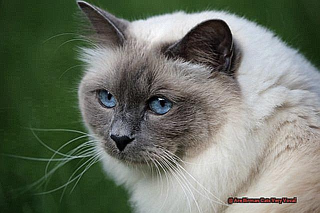 Are Birman Cats Very Vocal-2