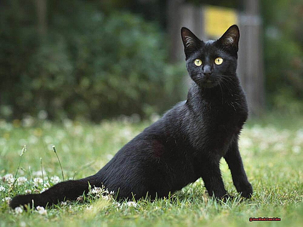 Are Black Cats Calm-3