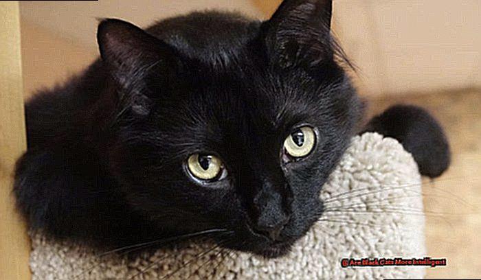 Are Black Cats More Intelligent-2