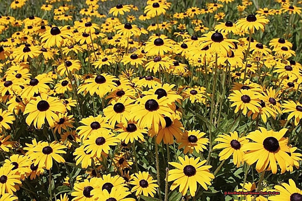 Are Black Eyed Susans Toxic To Cats-3