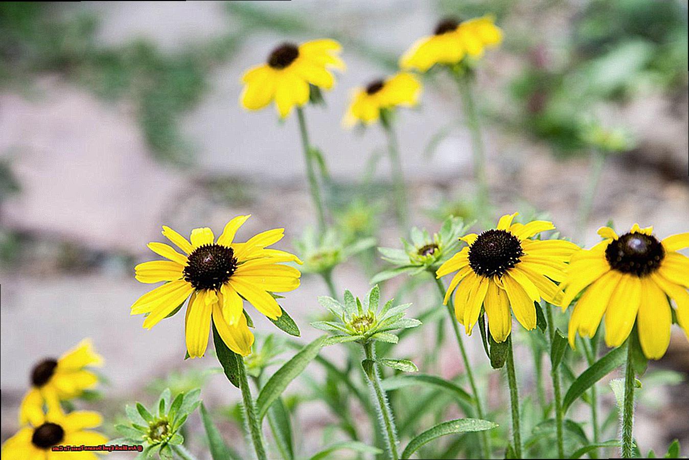 Are Black Eyed Susans Toxic To Cats-2