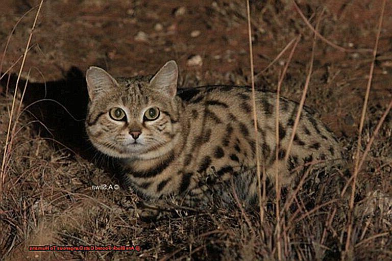 Are Black-Footed Cats Dangerous To Humans-2