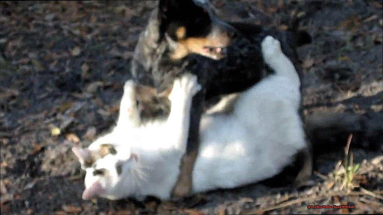 Are Blue Heelers Good With Cats-2