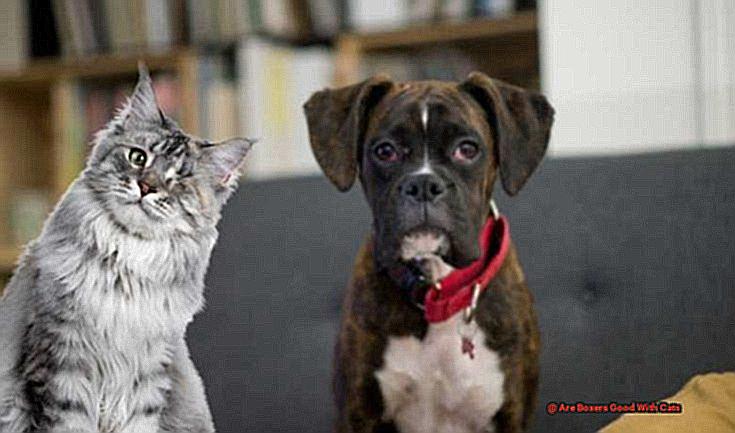 Are Boxers Good With Cats-2